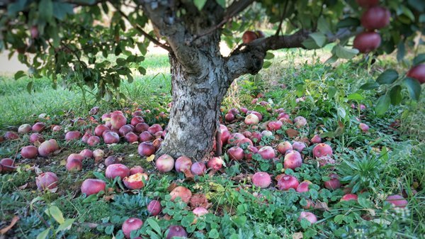 Apple Orchard Tree Trunk, Red Fallen Apples on Ground