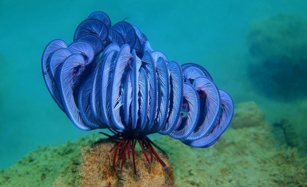 9 Sea Creatures Who Are Out Of This World Earth Rangers Where