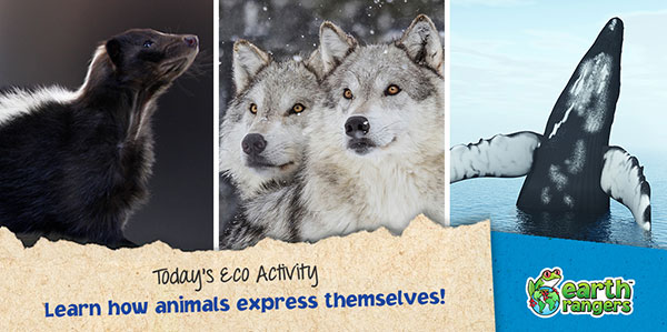 Eco-Activity: Learn how animals express themselves! - Where kids go to save  animals!
