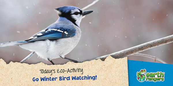 Eco-Activity: Go Winter Bird Watching! - Where kids go to save animals!
