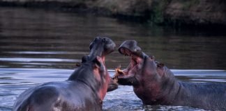 hippos fighting water