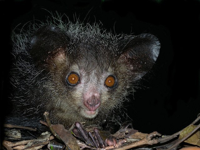 Aye-aye Captain!