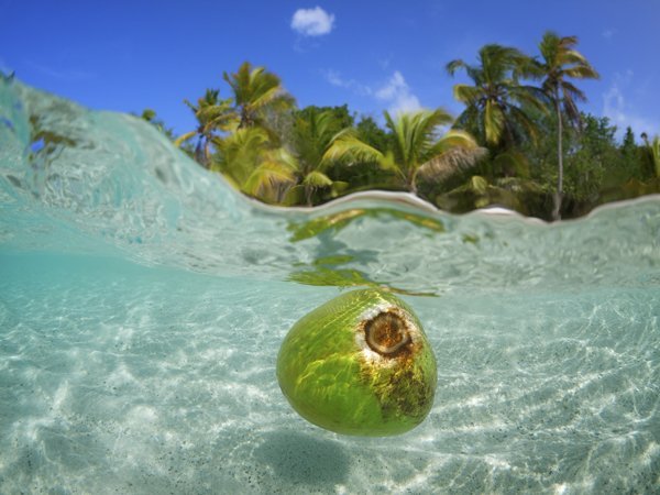 Coconut Floating in Tropical Waters Palm Tree Beach