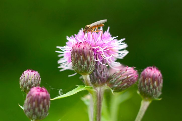 Biodiversity Loss is Bad for your Health