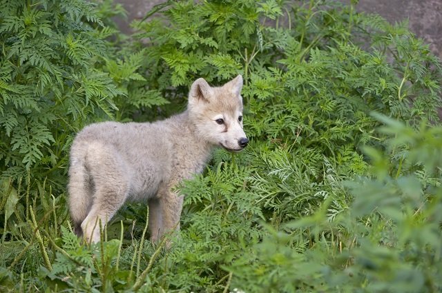 Top Ten Cutest Wolf Pups - Earth Rangers
