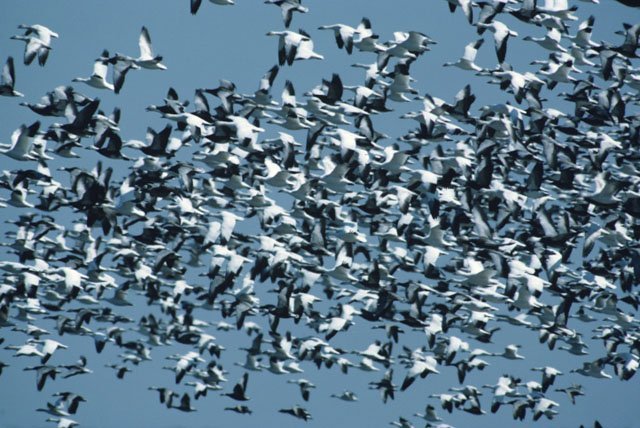 The Boreal Forest and its Birds