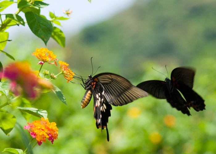 Some butterflies defend their territory through flying contests