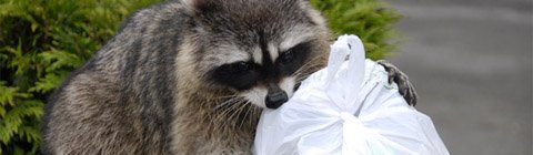 Food in landfills
