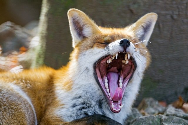 fox yawning