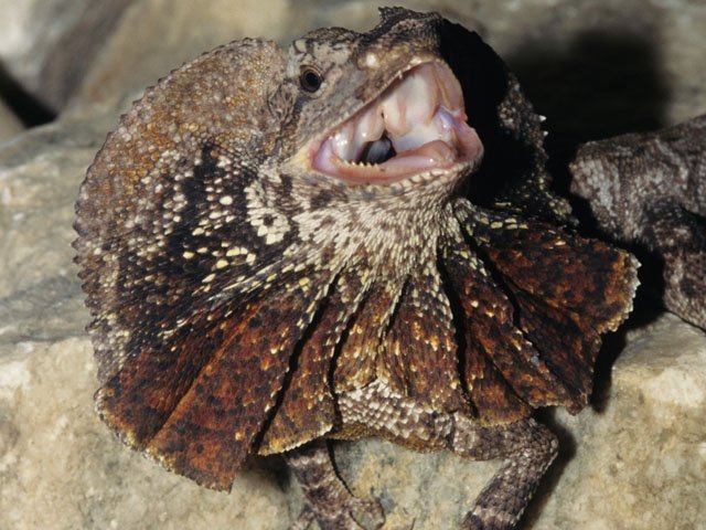 Frilly Lizard