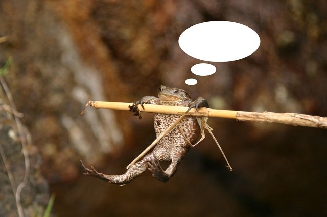 Caption This! What’s this Frog Thinking?