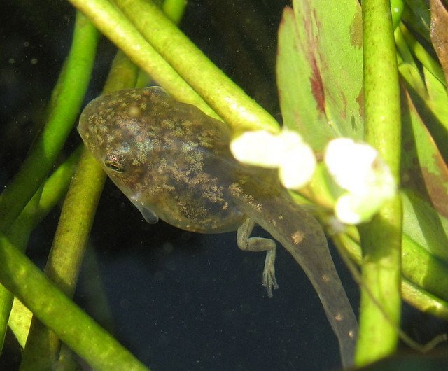 Tadpole Identification Chart