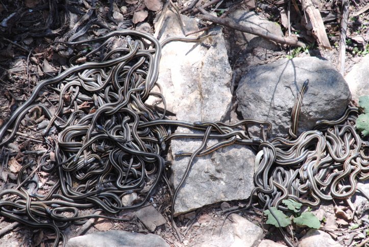 group garter snake