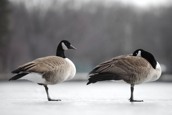 Two geese standing on the icy surface of the lake.
