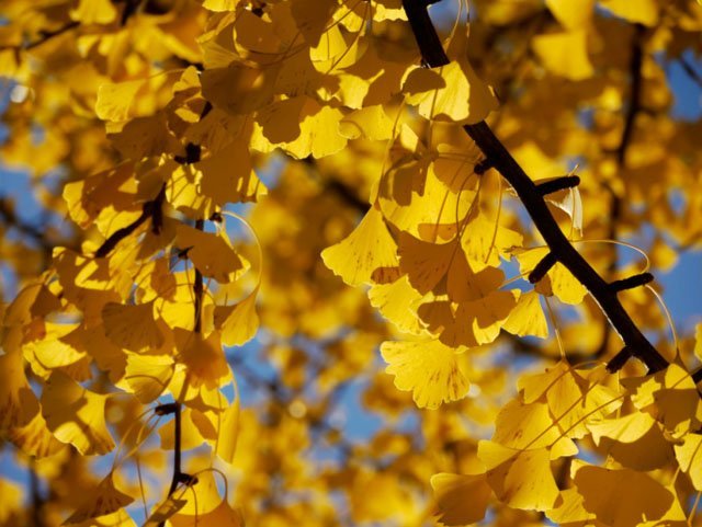 Gingko Memory