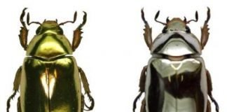 chrysina aurigans, chrysina limbata, beetles, Costa Rica,
