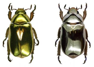 The sliver and gold shells of these beetles provide excellent camouflage in the forests of Costa Rica