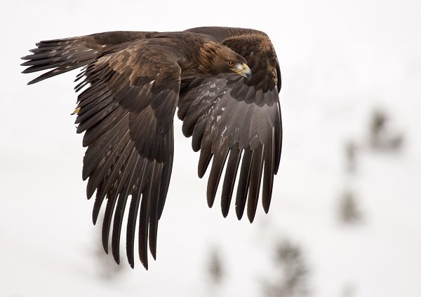 Golden eagle flying