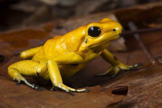 golden poison dart frog