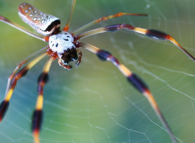 Golden Silk Orb-weaver, Nephila clavipes