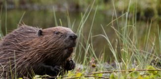 beaver grass