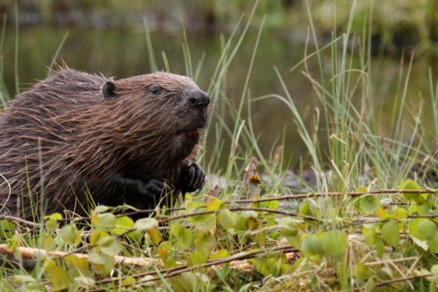 beaver grass