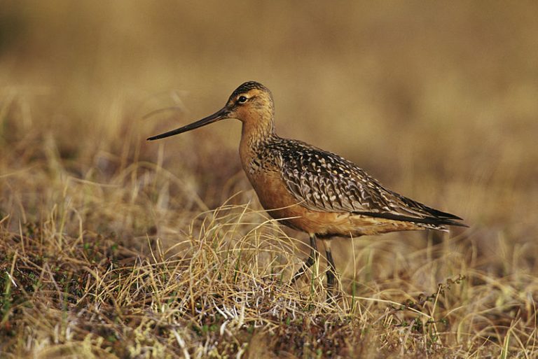 The Bar-Tailed Godwit flies non-stop for eight days