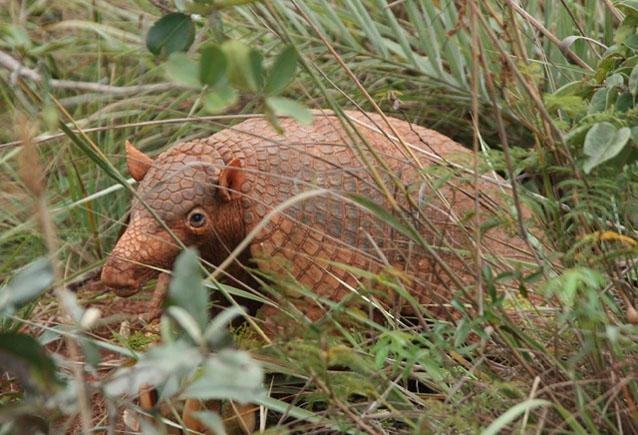 Teethy Armadillo