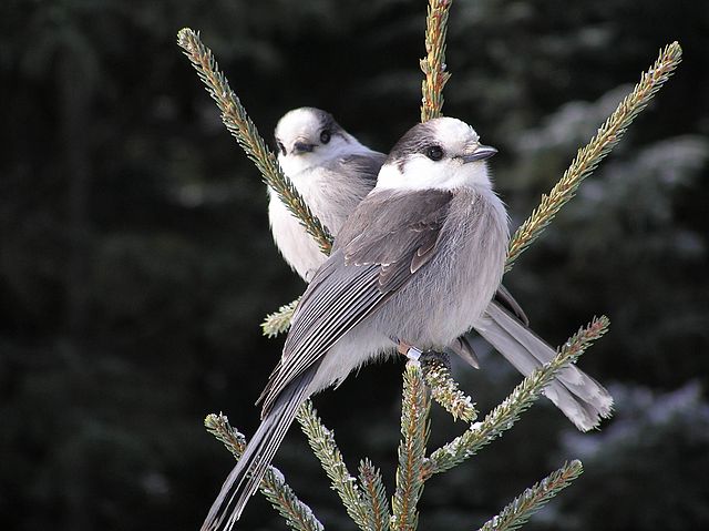Gray Jays have a secret weapon for surviving the Canadian winter: hiding food in trees!