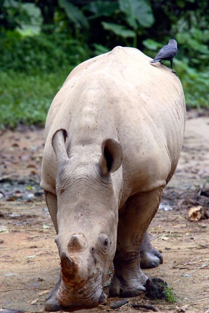 A Rhino’s Freedom
