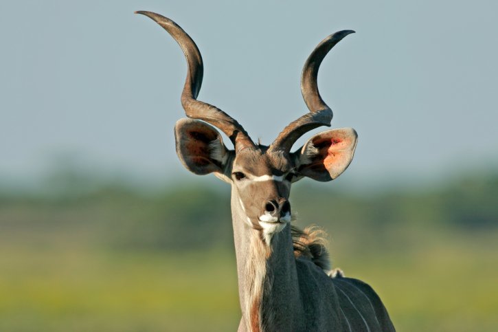 greater kudu