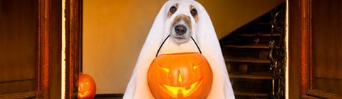 How to have a Green Halloween