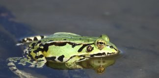 green frog in lake