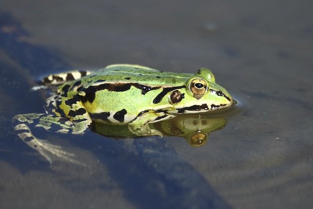 green frog in lake