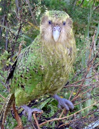 Catching up with a Kakapo