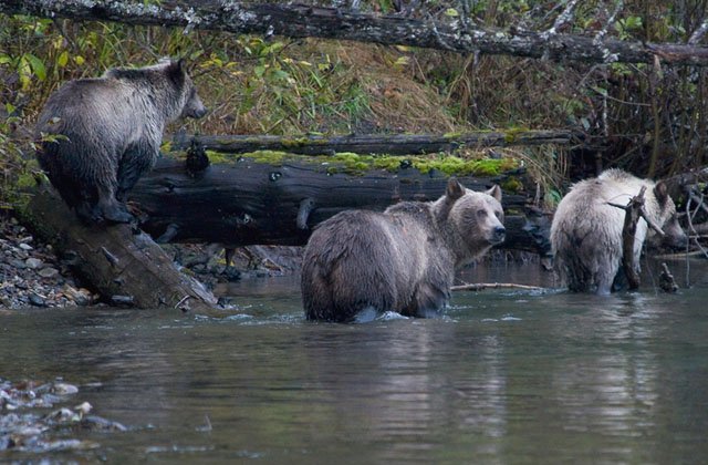 Top Ranking Grizzly