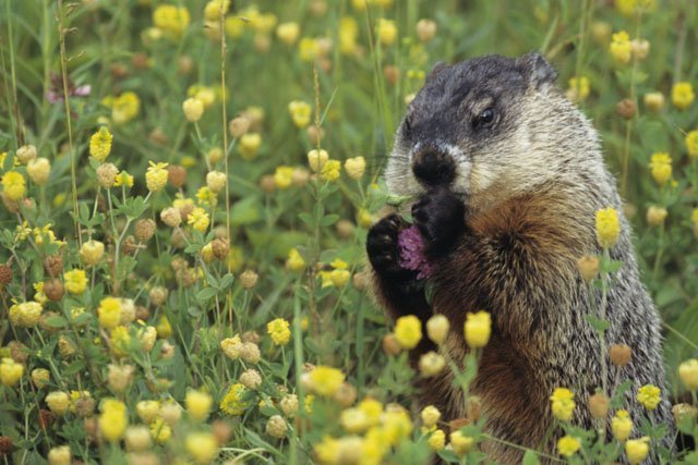 Tunneling with a Woodchuck