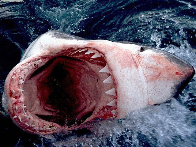 Taking BIG bites
