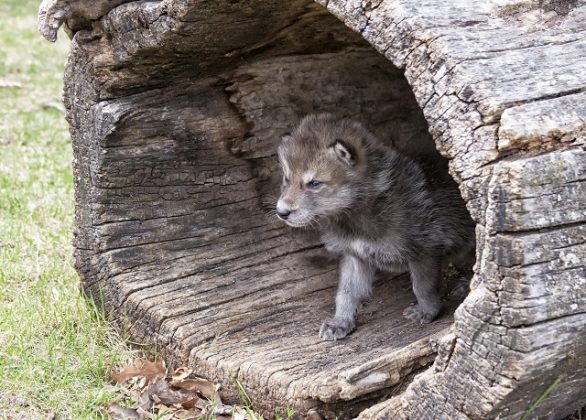 Top Ten Cutest Wolf Pups | Earth Rangers Wild Wire Blog