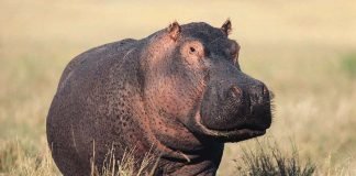 hippopotamus kenya grassland