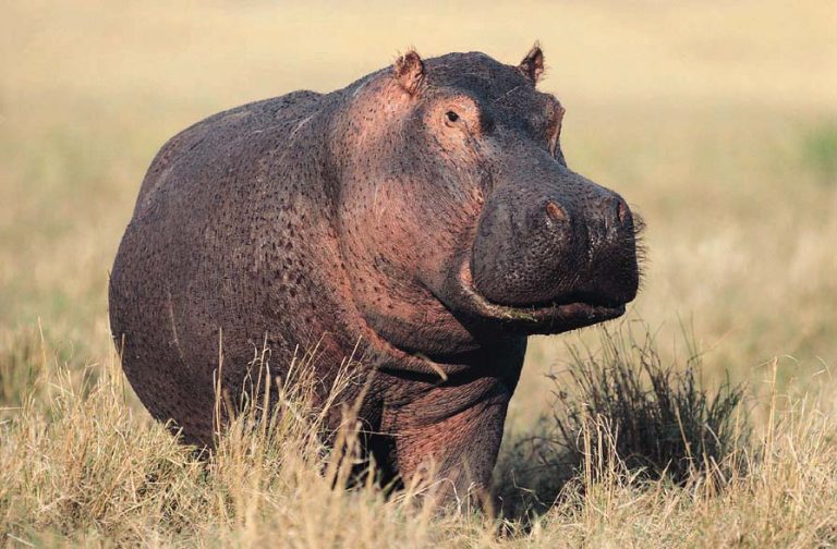 Pink Oily Hippo