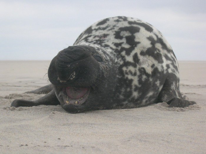 Male Hooded seals attract females by inflating a sac above their nose