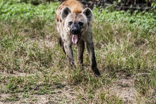 hyena running