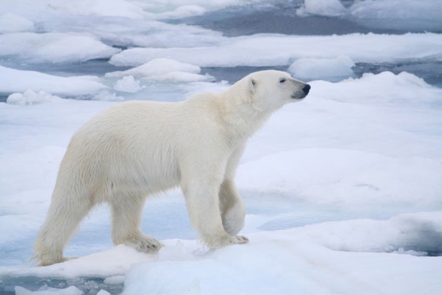 polar bear ice