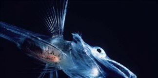 icefish