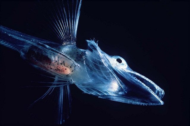 Antarctica’s Icefish keep from freezing thanks to special proteins