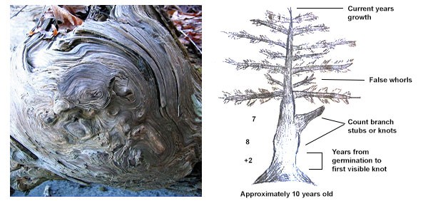 How to Tell How Old a Tree Is (Trick Works Every Time on All Tree Types)