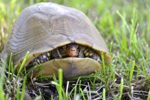 Top Ten Facts about Turtle Shells - Earth Rangers