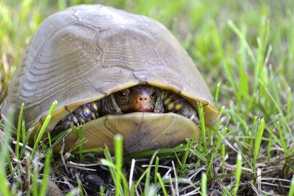 Top Ten Facts about Turtle Shells - Earth Rangers
