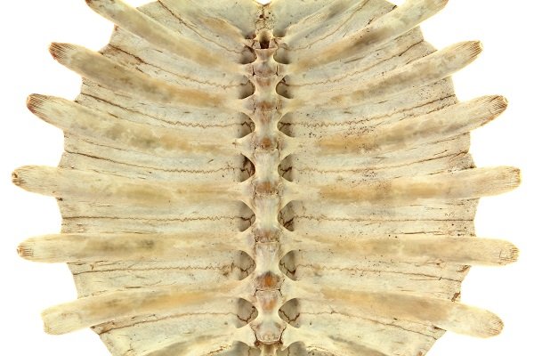 Top Ten Facts about Turtle Shells - Earth Rangers